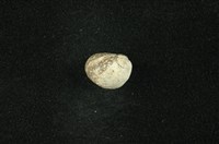 藏品(小石蜑螺)的圖片